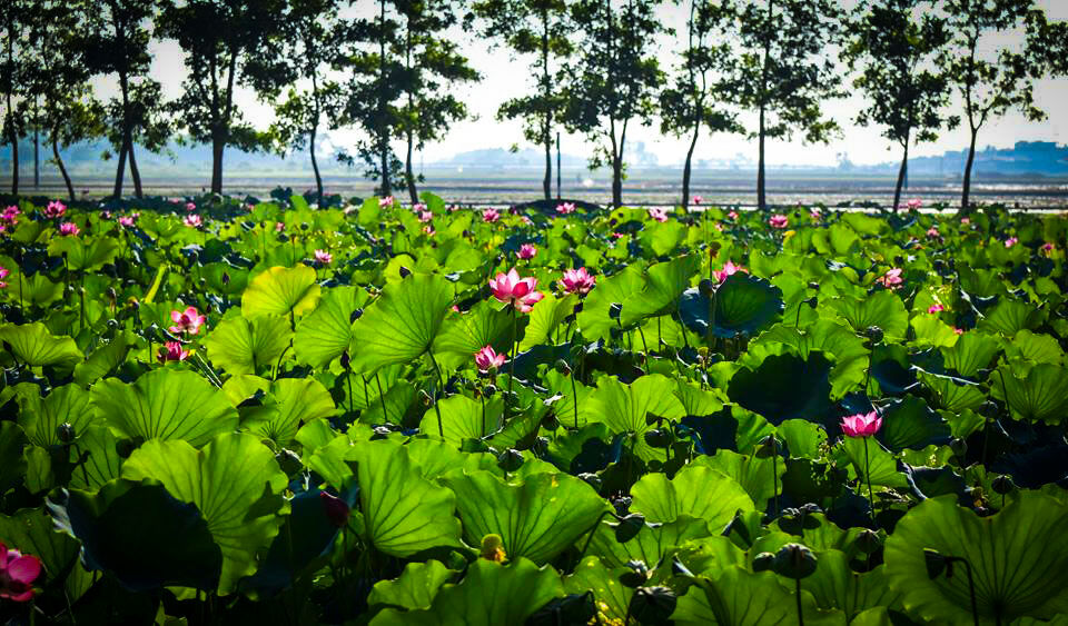 Start your farm journey with Hue’s serene glow